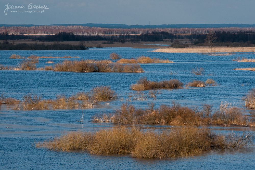 038_Biebrza - kwiecien 2013.jpg